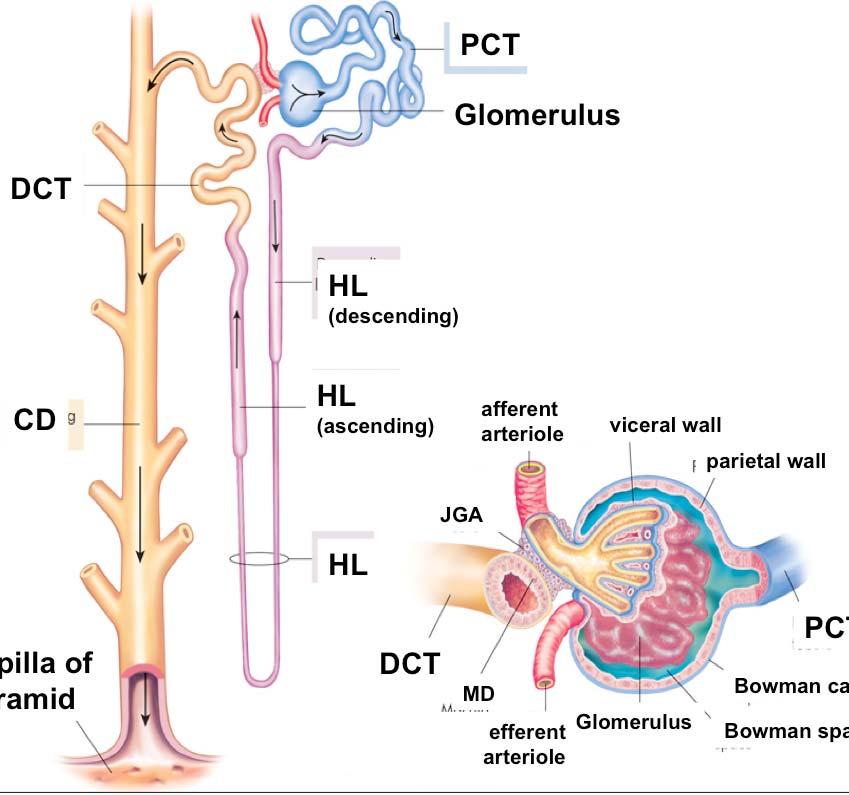 PCT Glomerulus DCT HL (descending) CD HL (ascending) afferent arteriole