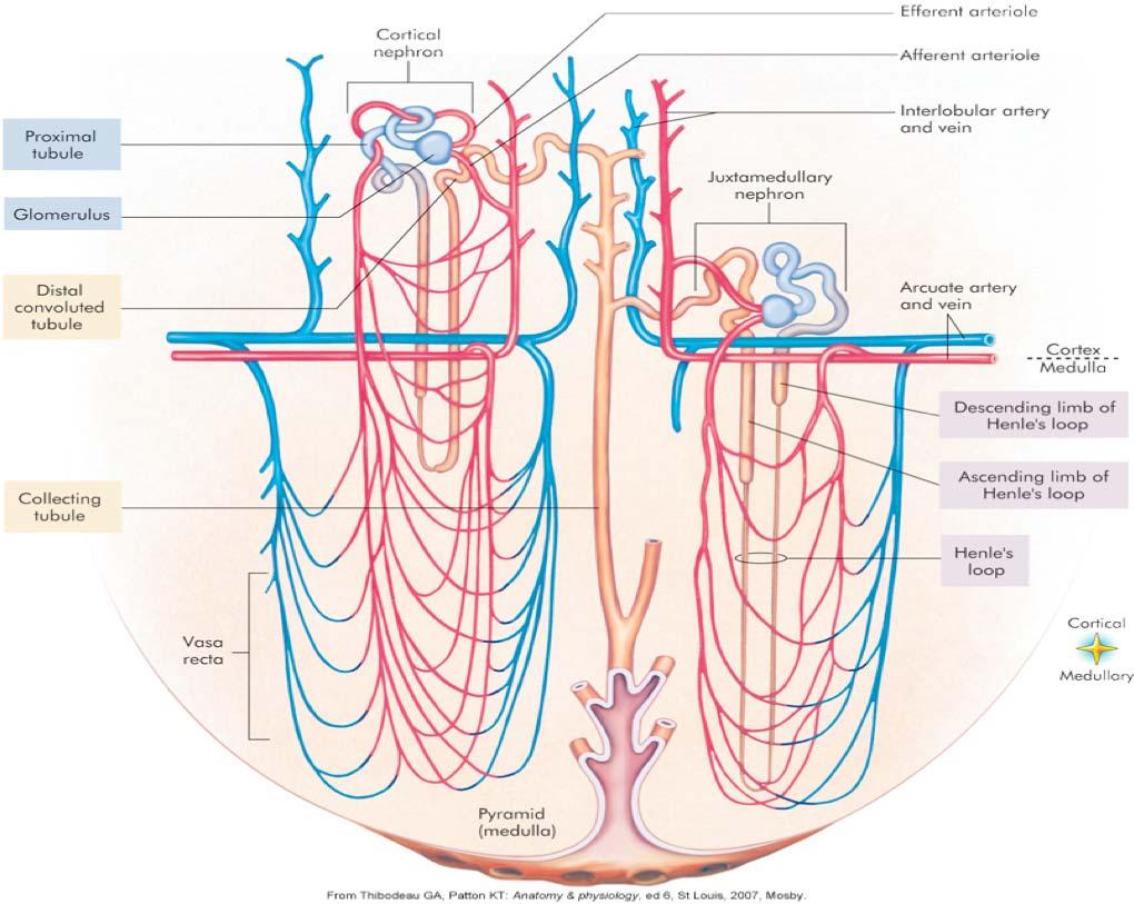 Renal basic structure / function infection The nephron unit and its blood vessels Cortical nephron Efferent arteriole Afferent arteriole PCT Glomerulus