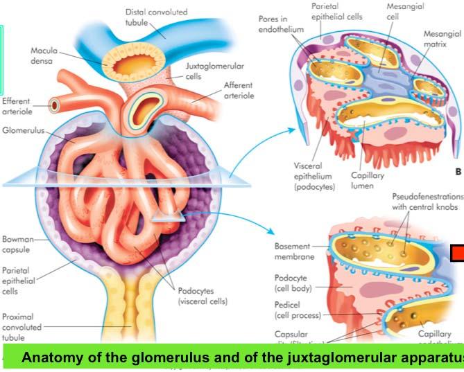 Renal basic structure / function infection Anatomy of the glomerulus and of the juxtaglomerular apparatus Efferent arteriole MD