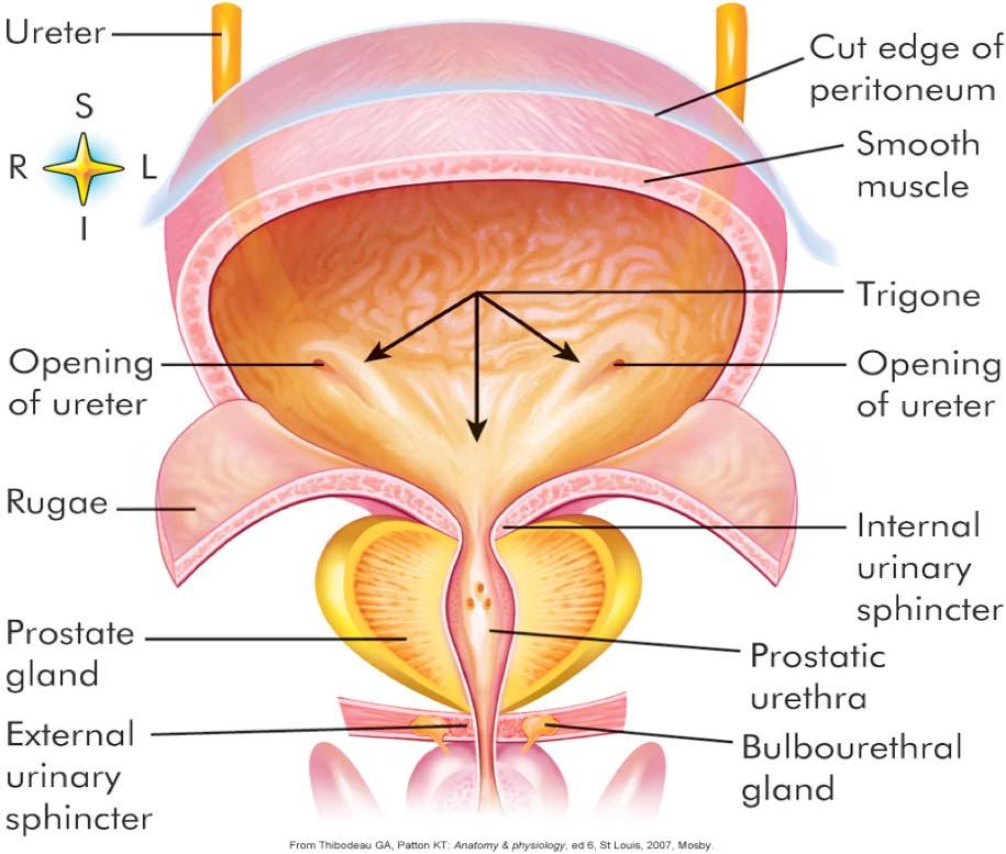 ureter Opening of ureter Rugae Prostate gland External urinart