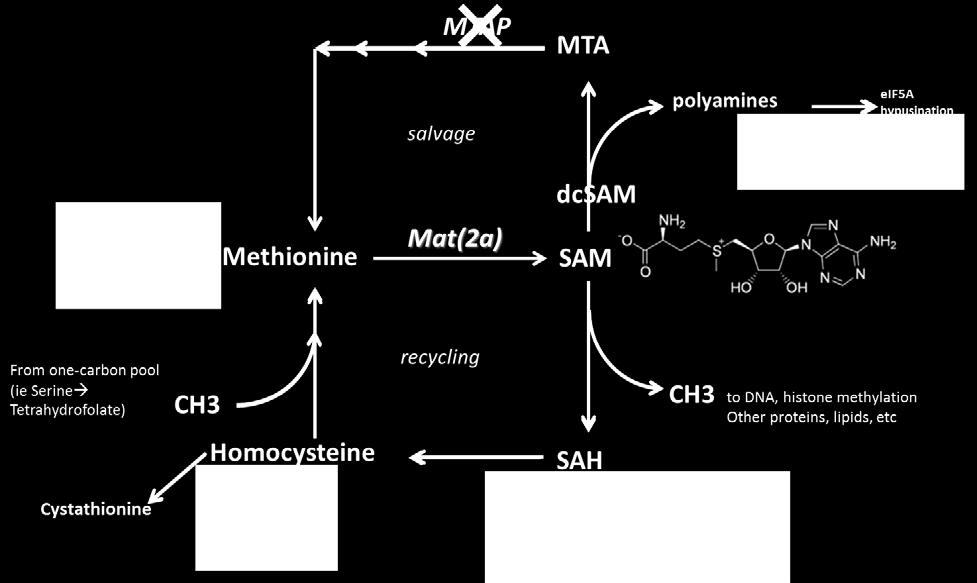 MAT2A: Methionine Adenosyltransferase 2A Methionine +ATP Methionine-adenosyl transferase (MAT) α α S-Adenosyl Methionine (SAM) CH 3 MAT2A is the key enzyme that produces SAM in cancer & normal cells