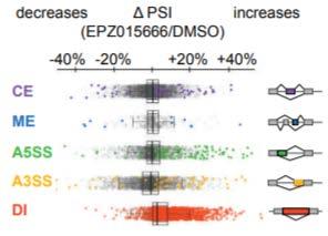 Methylation is required for interaction w/ SMN PRMT5 KO mouse NPCs have