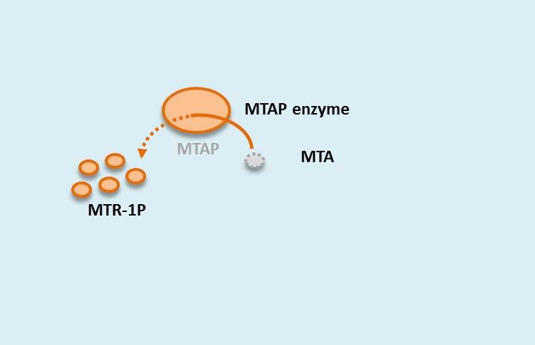 A Key Insight: Deletion of MTAP Makes Cancers Vulnerable to an Unexpected Target MTAP