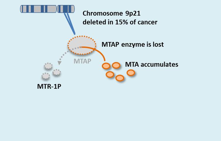 A Key Insight: Deletion of MTAP Makes Cancers Vulnerable to an