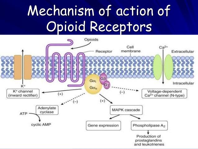 What is an opioid receptor?