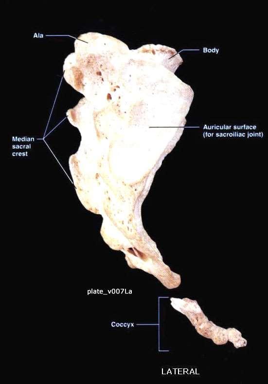 Sacrum & Coccyx Lateral