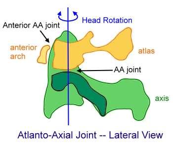 Joints of the Vertebral Column Atlanto-occipital joint Articulation between
