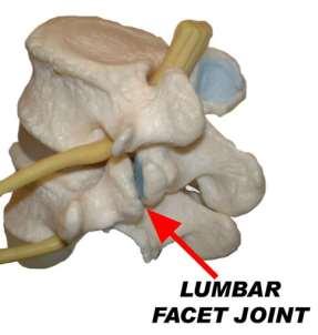 Joints of the Vertebral Column The joints between C2