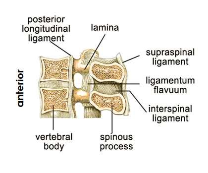 Ligaments of the Vertebral Column Supraspinal ligament Extends from the 7 th cervical vertebra distally to the sacrum posteriorly along the tips