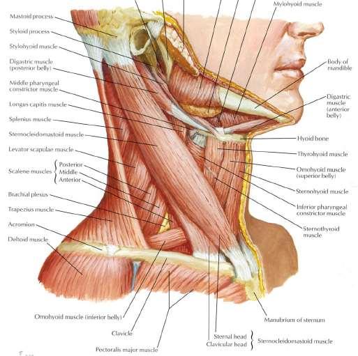 Sternocleidomastoid Origin Insertion Innervation Action Sternal head: superior aspect of the manibrium of the sternum Clavicular head: medial 1/3 of the clavicle