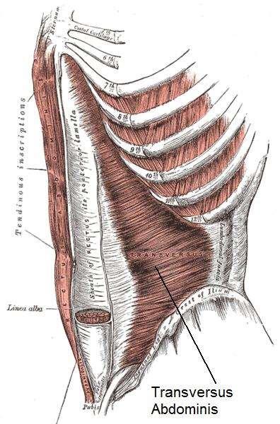 Transverse Abdominis Origin Insertion Innervation Action Iliac crest, thoracolumbar fascia cartilages of ribs 6-12, &
