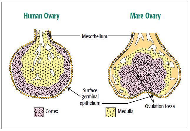 Ovary The ovary is composed of two parts: Outer cortex : houses the follicels. Inner medulla: is the middle region composed of connective tissue, blood vessels and lymphatics.