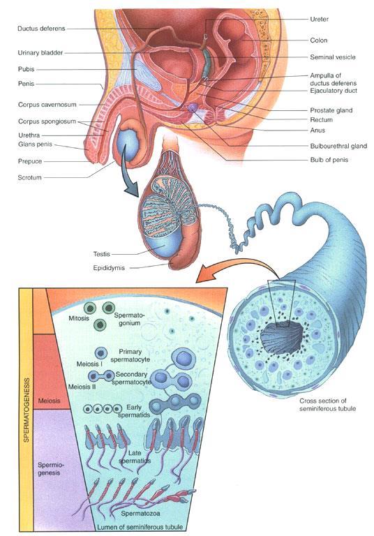 Convoluted portion of tubular compartment Two types of cells A. Somatic cells (Sertoli cells) B. Germ cells 1.
