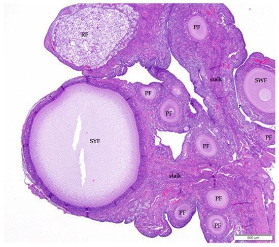The more eosinophilic medulla of the mature laying hen ovary can usually be distinguished from the more basophilic cortex containing the follicles.
