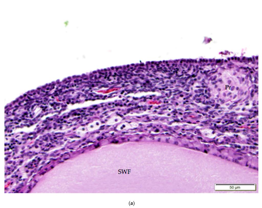 Cuboidal ovarian surface epithelium adjacent to a small white follicle (SWF)