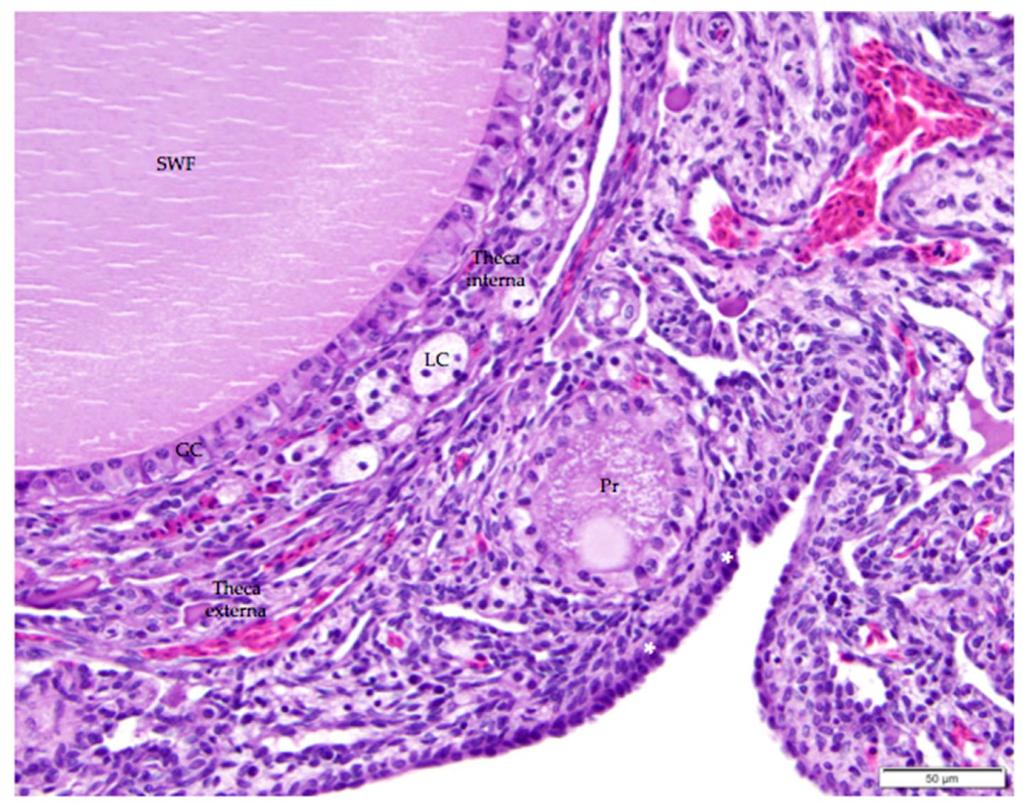 The image includes a small white follicle (SWF) and a primordial follicle (Pr). A single layer of granulosa cells (GC) delineates each follicle.