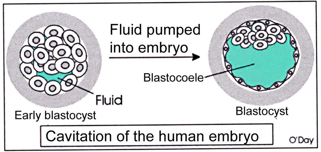 Formation of the blastocyst Sodium channels appear on the surface of the outer trophoblast