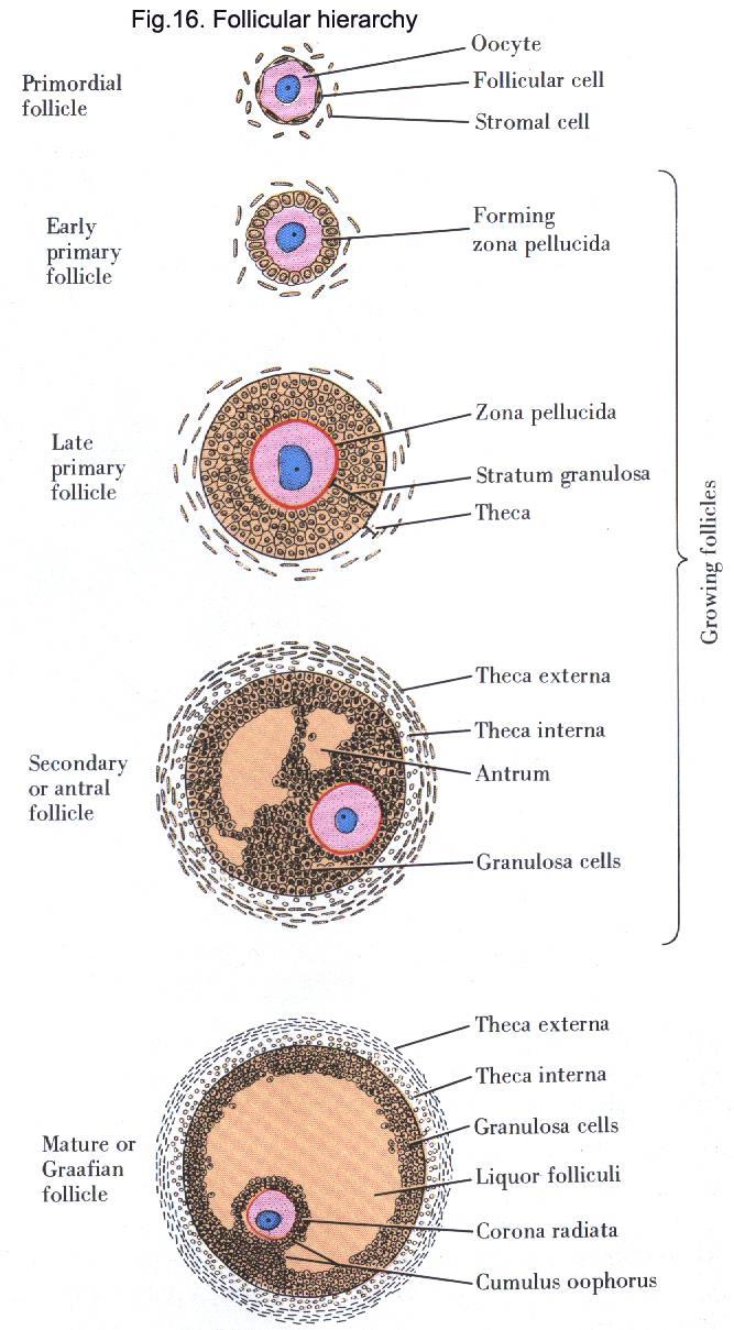 Tertiary (Early antral ) follicle: The stroma immediately around the follicle differentiate into two layers; theca interna and theca externa, follicular fluid start to accumulates between the cells