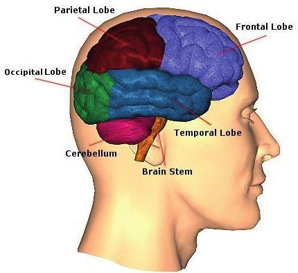 38 Brain & Teens development; a brief overview The brain is an amazing three-pound organ that controls all functions of the body, interprets information from the outside world, and embodies the