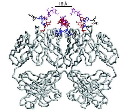 2G12 Structure of antibody 2G12 bound to sugar Man 9
