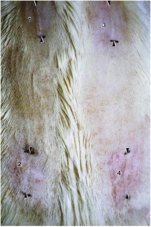 TGF-β 3 reduces scarring 1001 Fig. 15. Macroscopic appearance of healed wounds. Macroscopic appearance of wound sites 70 days post-wounding.