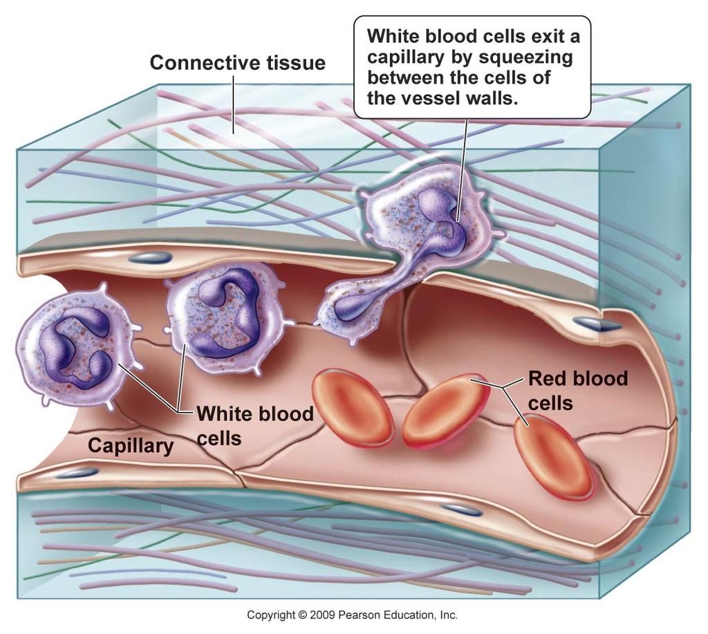 Formed Elements - White Blood Cells White blood cells (WBCs) also called leukocytes Life span: a few hours to many years Formed Elements - White Blood Cells Some white blood cells squeeze through