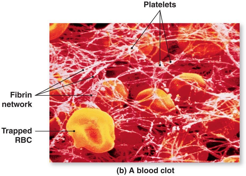 Platelets have a critical