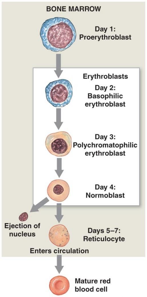 RBC Production (called Erythropoiesis) occurs only in