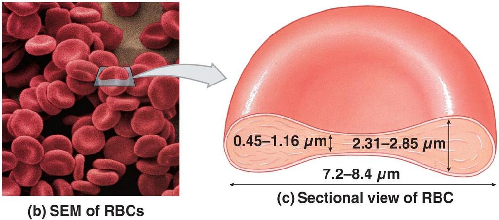Red blood cells (erythrocytes) are flattened & biconcave discs since they