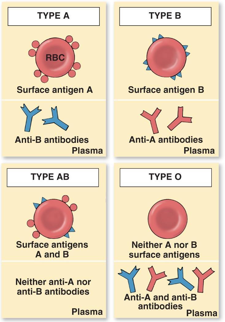 Blood plasma antibodies are proteins that are produced by the body in response to a foreign antigen in the blood.
