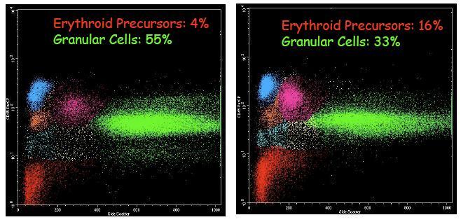 The Proportion of Erythroid precursors can also give an idea about the overall cell representation in the BM aspirate suspension.