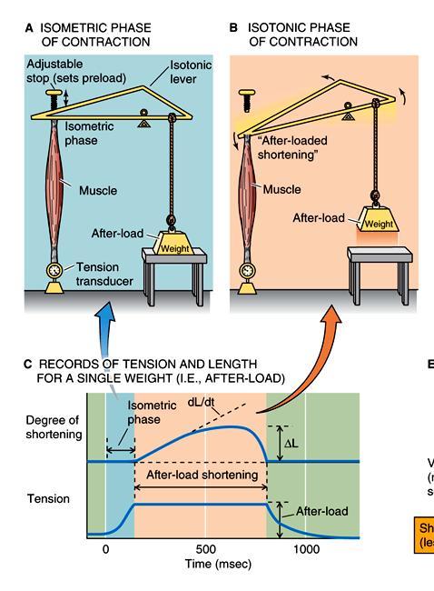 Papillary muscle experiments isometric isotonic in