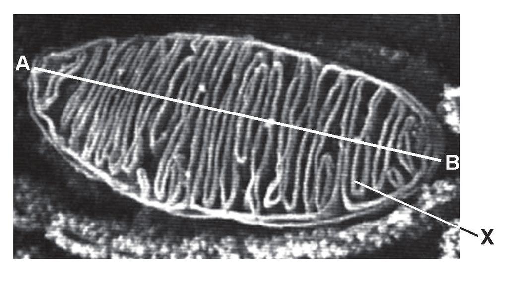 14 0 3. 3 Figure 2 is a photograph (micrograph) of a mitochondrion taken using a scanning electron microscope.