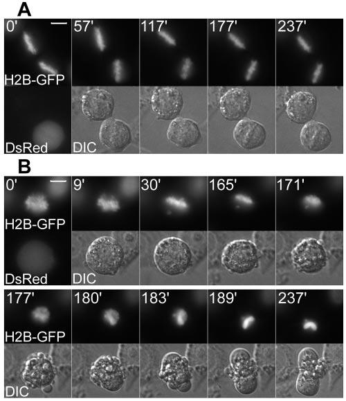 4072 YANG ET AL. MOL. CELL. BIOL. FIG. 8. Mitosin-depleted cells die before anaphase onset. HeLa cells stably expressing histone 2B (H 2 B)-GFP were transfected for 48 h.