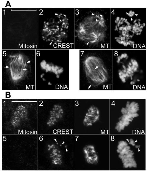 4066 YANG ET AL. MOL. CELL. BIOL. FIG. 3. Silencing mitosin affects spindle morphology but not kinetochore fiber stability. Scale bar, 10 m. (A) Representative abnormal spindles in mitotic HeLa cells.