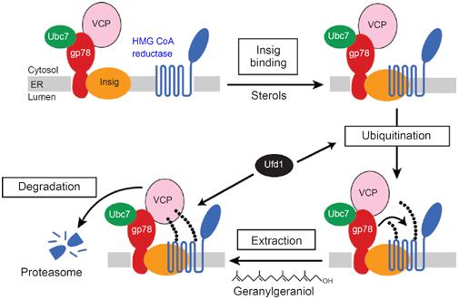 Pathway for sterol-accelerated degradation of HMG CoA reductase.