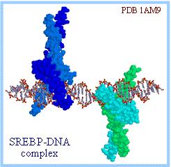 The released SREBP enters the cell nucleus where it functions as a transcription factor to activate genes for enzymes of the cholesterol synthesis pathway.