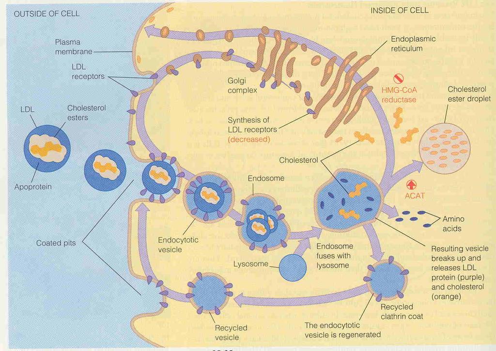 After the synthesis in the endoplasmic reticulum, the LDL receptor matures in Golgi complex then migrates to the cell cell surface, where it clusters in coated pits.