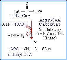 The input to fagy acid synthesis is acetyl- CoA, which is carboxylated to malonyl- CoA. The ATP- dependent carboxylahon provides energy input.