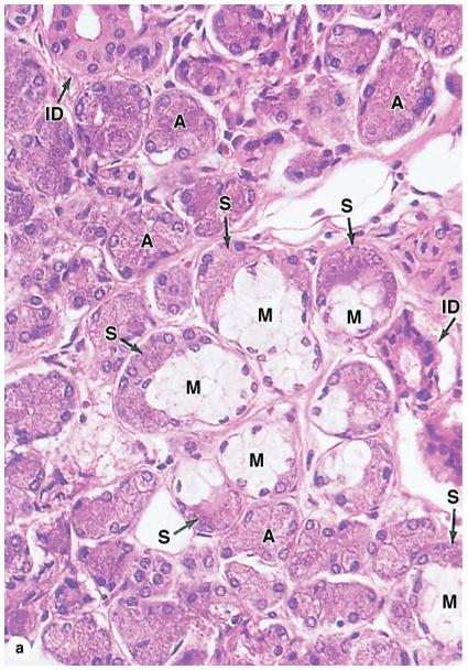2. Submandibular Gland (cont d) Submandibular gland is a mixed serous (90%) and mucous (10%) gland and shows: well-stained cells in serous acini (A) and in serous demilunes (S) and pale-staining