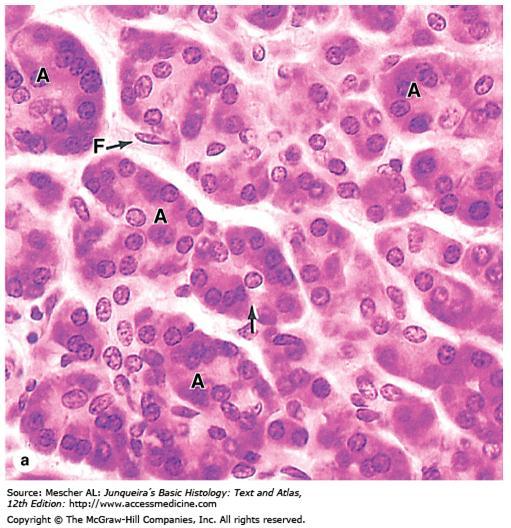 Pancreas (cont d) The exocrine pancreatic acinus is composed of several serous cells surrounding a lumen.