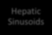 Sinusoids Blood Supply Hepatic Artery 25% (O2-rich)