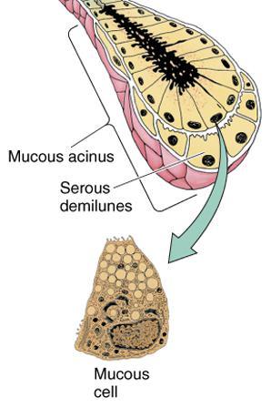 Mucous cells Usually cuboidal to columnar in shape. Their nuclei are oval and pressed toward the bases of the cells. Secret glycoprotein mucins.