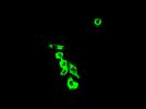 Immunostinings of the virus NP (green; ottom) in ech infection