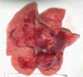 () Gross pthology of the necropsied lungs from () showing mrked