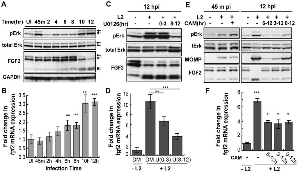 Figure 6. C. trachomatis L2 induces a biphasic activation of Erk1/2 which contributes to the induction of fgf2 mrna expression. (A) Upper 2 panels: Erk1/2 activation in HeLa cells infected with C.