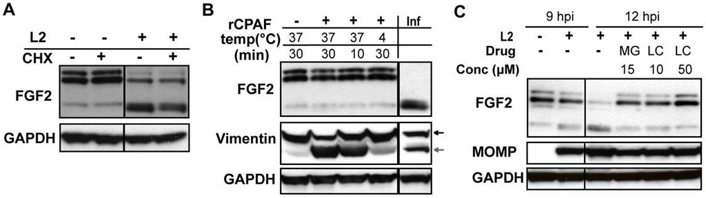 Figure 7. HMW FGF2 isoforms are degraded by C. trachomatis L2-induced host proteases. (A) HeLa cells were infected with C. trachomatis L2 for 12 hr.