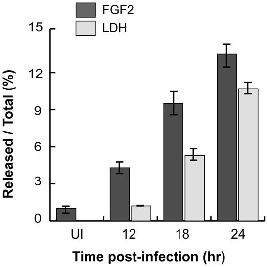 (B) Hela cell lysates were incubated with recombinant CPAF under the indicated conditions and the distribution of FGF2 isoforms was assessed by immunoblotting with an antibody to FGF2.