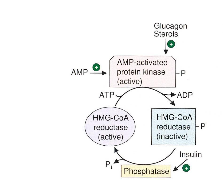 3. Regulation by phosphorylation: Glucagon, sterols (= feedback suprese) increase phosphorylation of the