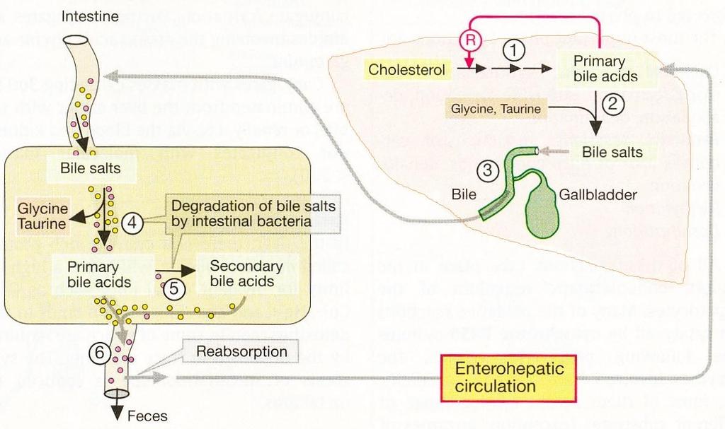 Metabolism of bile salts (exlusively in the liver) 1. The biosynthesis of bile acids from cholesterol 2. The conjugation with the amino acids 3.